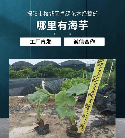 滴水观音小苗的养殖方法是什么？