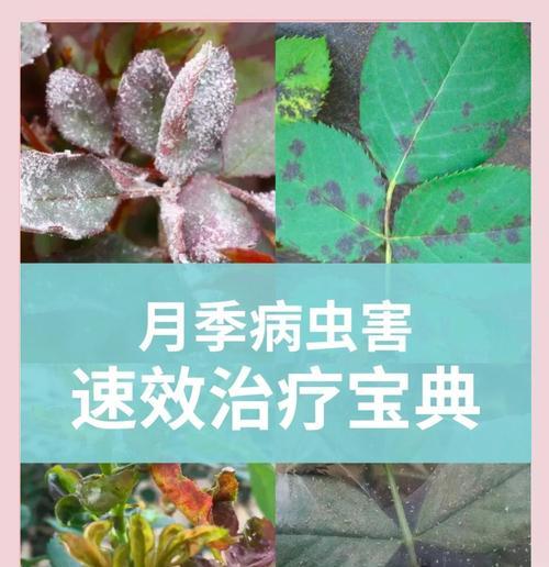 月季花的种植技巧是什么？如何处理病虫害？