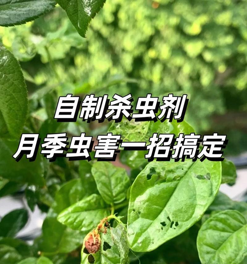 月季花的种植技巧是什么？如何处理病虫害？