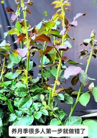 月季花的种植技巧是什么？如何处理病虫害？