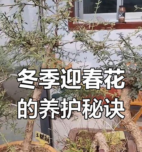 迎春花室内养护需要注意什么？
