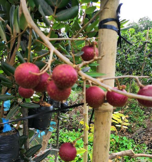 龙眼品种的口感如何？龙眼品种有哪些种植要点？