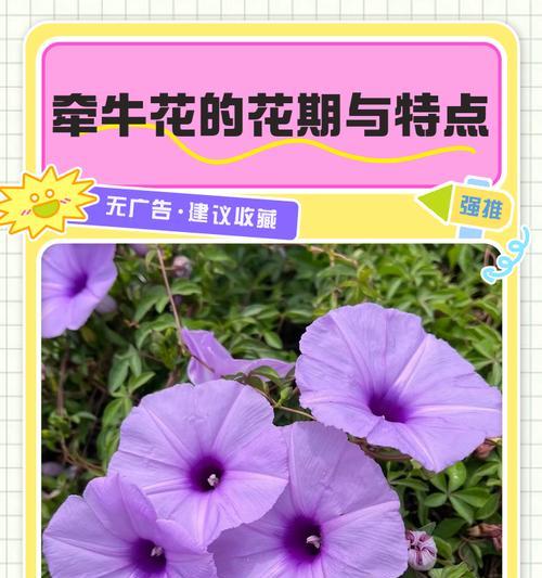 郑州有哪些特色的花卉？它们的花期是什么时候？