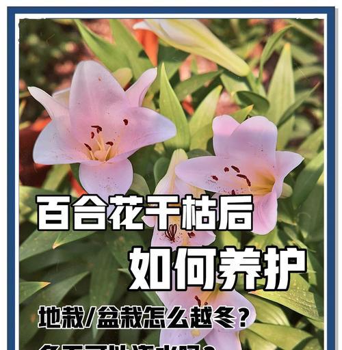 百合的养殖方法和常见问题解答？
