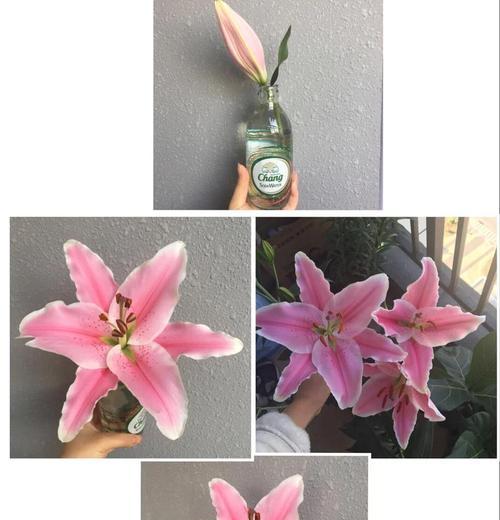 百合的养殖方法和常见问题解答？