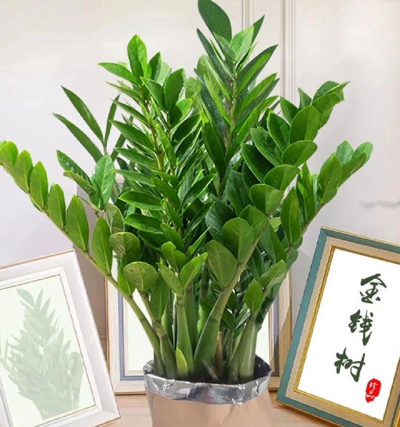 富贵树的养护要点和繁殖技巧有哪些？
