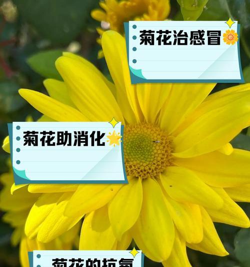 菊花的浇水技巧有哪些？如何让菊花生长得更好？