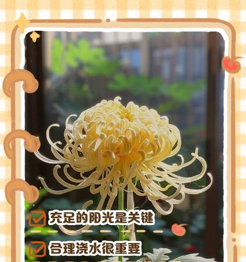 菊花的浇水技巧有哪些？如何让菊花生长得更好？