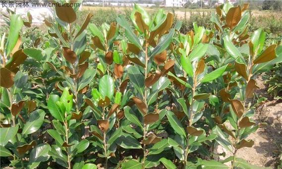 广玉兰的种植步骤和养护要点是什么？