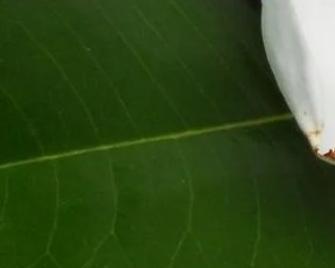 广玉兰的种植步骤和养护要点是什么？