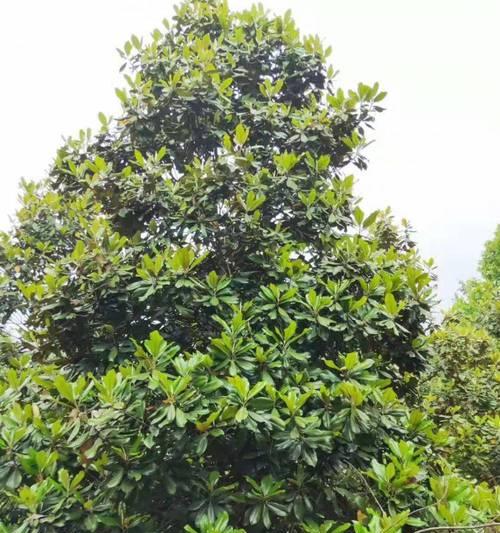 广玉兰的种植步骤和养护要点是什么？