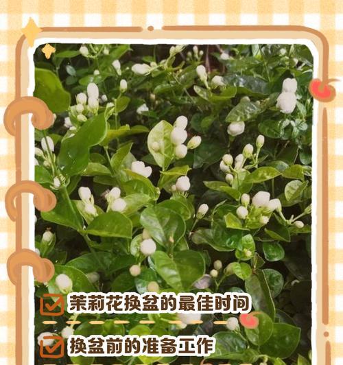 高盆植物换盆的最佳时机和方法？