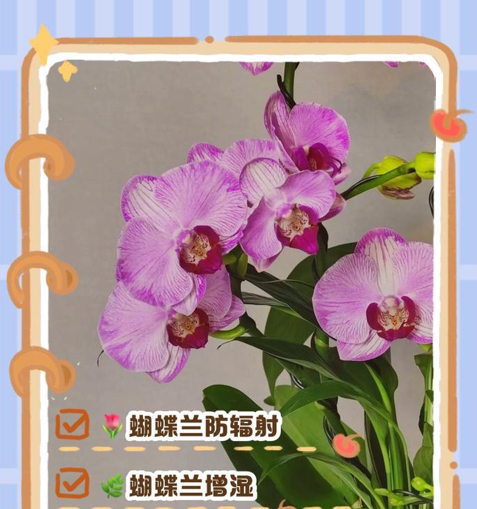 家里养殖蝴蝶兰的注意事项有哪些？