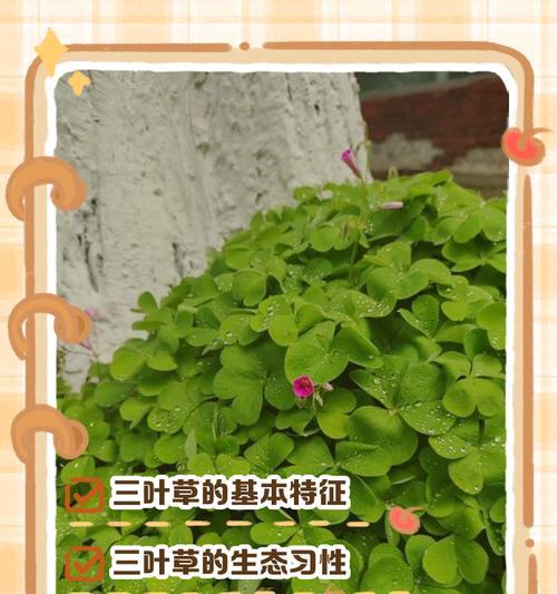 三叶草通常生长在哪些环境？