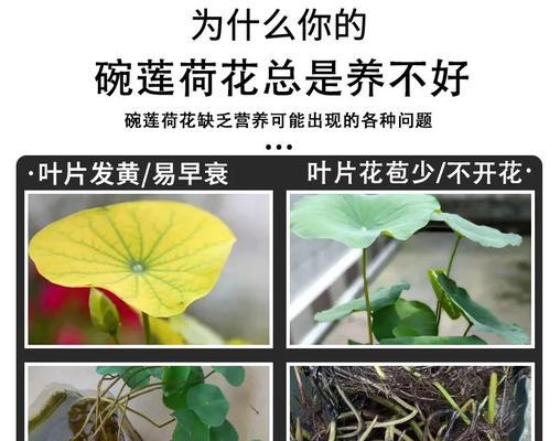 碗莲的养殖方法和常见问题解答？