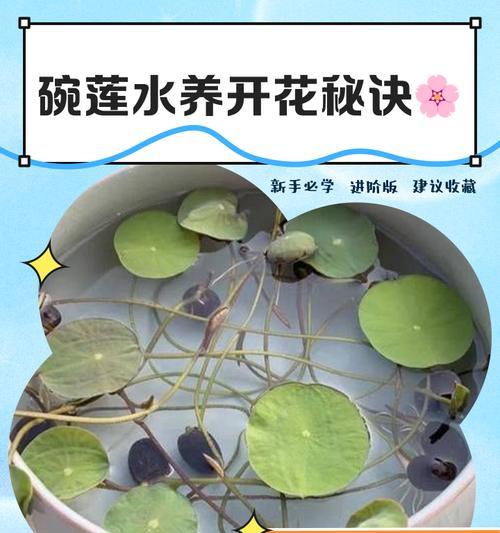 碗莲的养殖方法和常见问题解答？