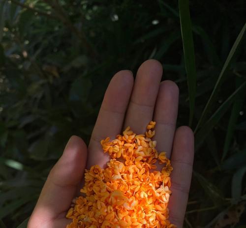 桂花有哪些品种？不同品种桂花的香味有何区别？