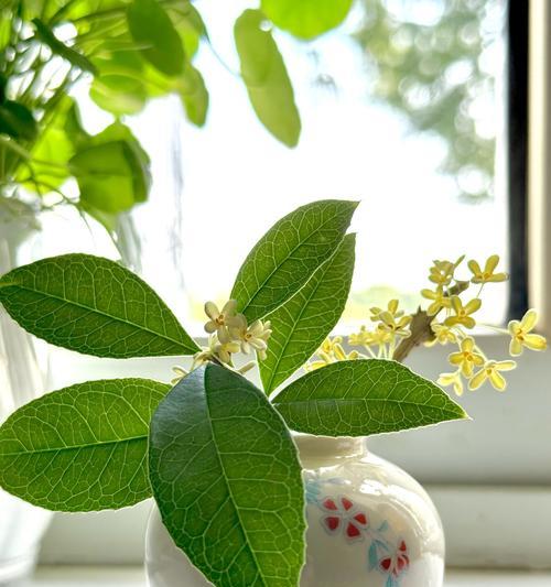 桂花有哪些品种？不同品种桂花的香味有何区别？