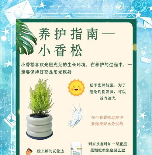 塔松的养护技巧有哪些？塔松的生长环境如何？