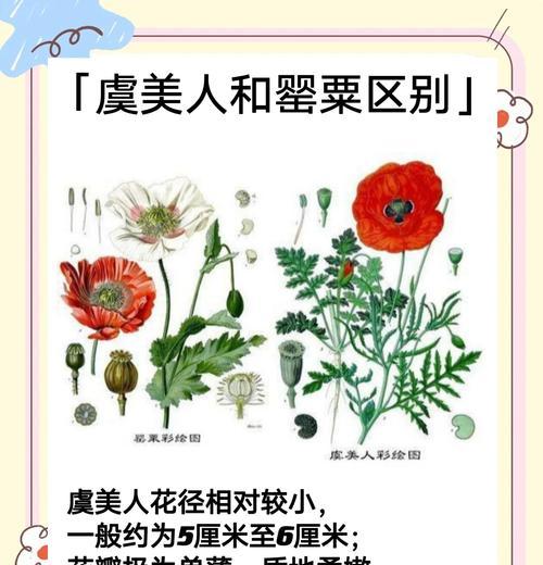 虞美人种子播种方法是什么？