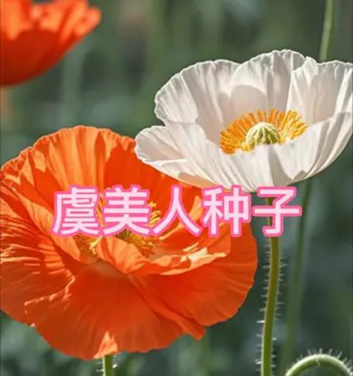 虞美人种子播种方法是什么？