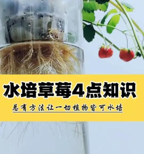 盆栽草莓烂根如何处理？预防措施有哪些？