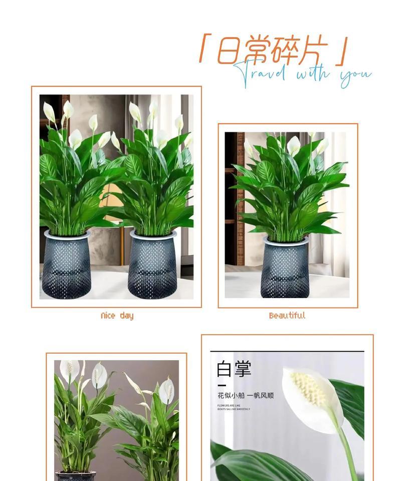 盆景一帆风顺的正确养护方法是什么？
