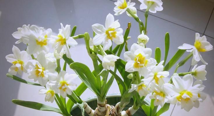 水仙花催芽的技巧和步骤有哪些？