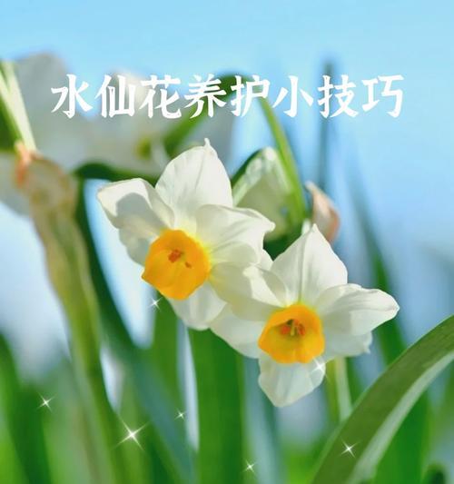 水仙花催芽的技巧和步骤有哪些？