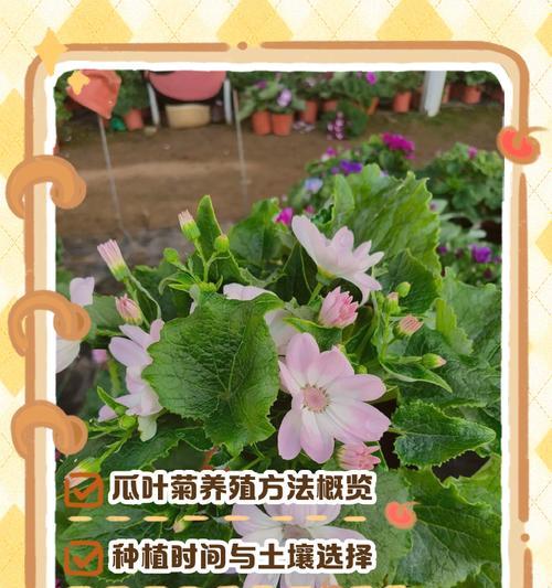 瓜叶菊什么时候播种？播种瓜叶菊的最佳时间是什么时候？