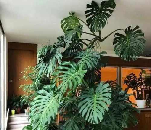 龟背竹冬季养护的要点是什么？