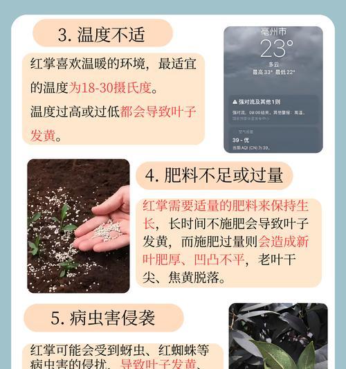 红掌烂叶子是什么原因？如何有效处理？