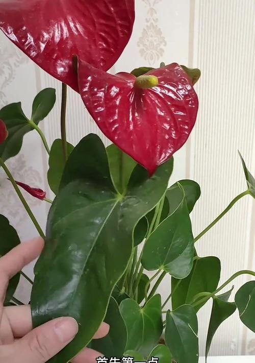 红掌烂叶子是什么原因？如何有效处理？