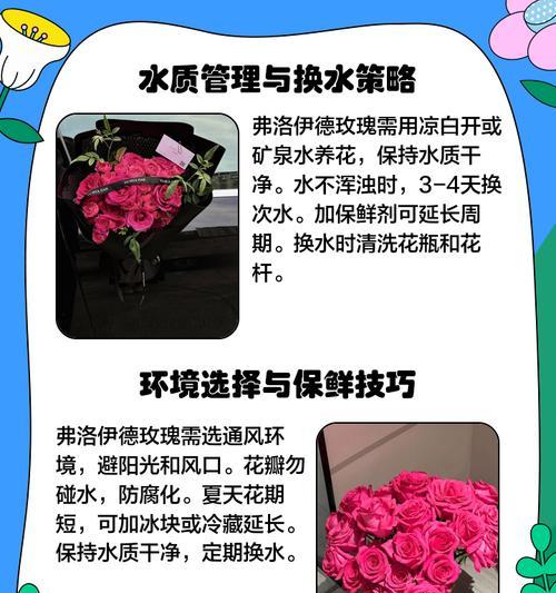 流星雨玫瑰花的养殖技巧有哪些？如何保持其美丽？