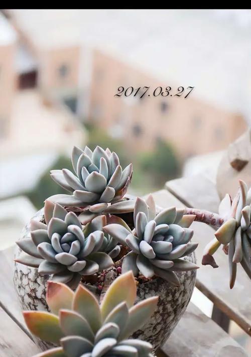 霜之朝夏天养护技巧是什么？