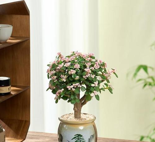 哪些植物适合在浅盆中种植？