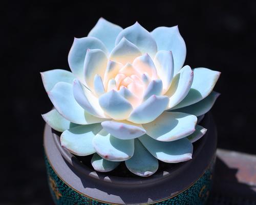 哪些植物适合在浅盆中种植？