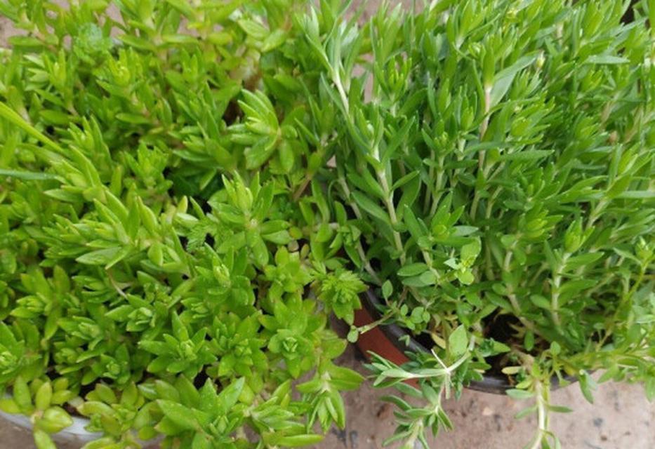 哪些植物适合在浅盆中种植？