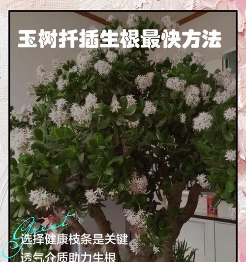 玉树浇水的正确方法是什么？如何避免过度浇水导致根系腐烂？