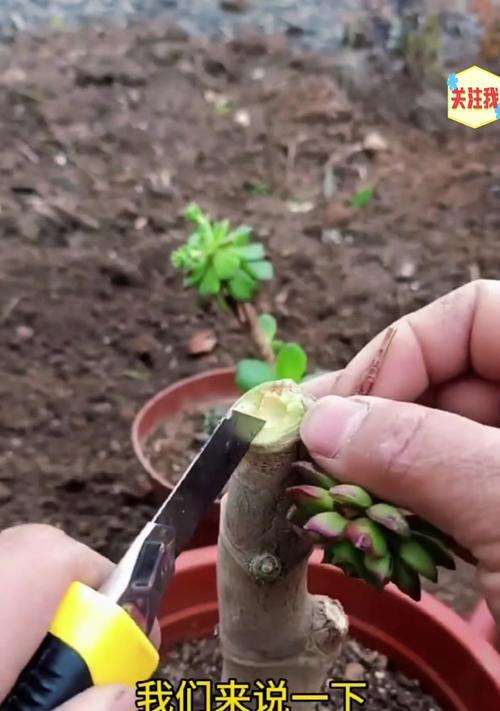 玉树浇水的正确方法是什么？如何避免过度浇水导致根系腐烂？