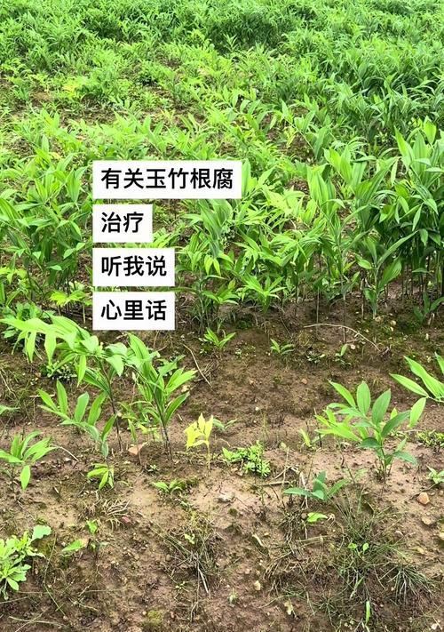 文竹烂根的原因及处理方法是什么？