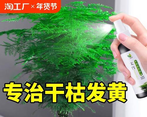 文竹烂根的原因及处理方法是什么？