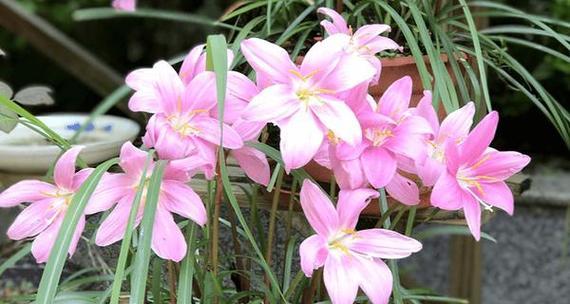 韭菜莲种植：哪种土壤最适合？