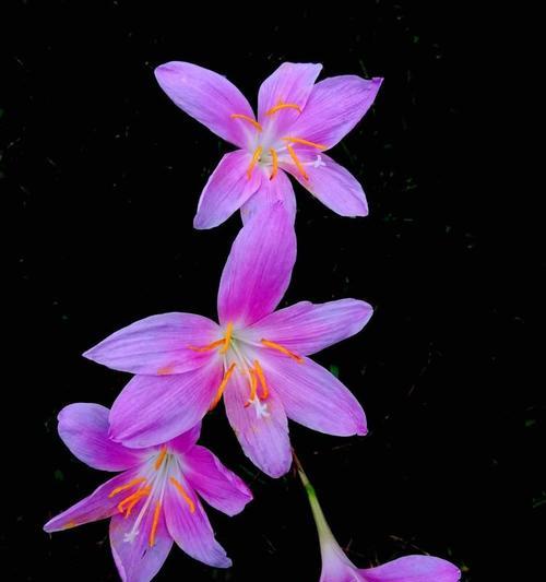 韭菜莲种植：哪种土壤最适合？