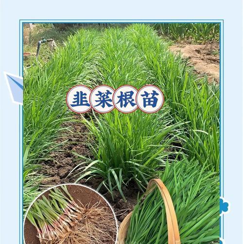 韭菜莲种植：哪种土壤最适合？