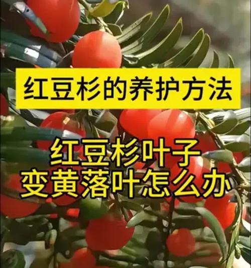 红豆杉盆栽的养护技巧是什么？