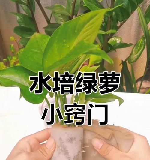 绿萝修剪的最佳时机和方法是什么？