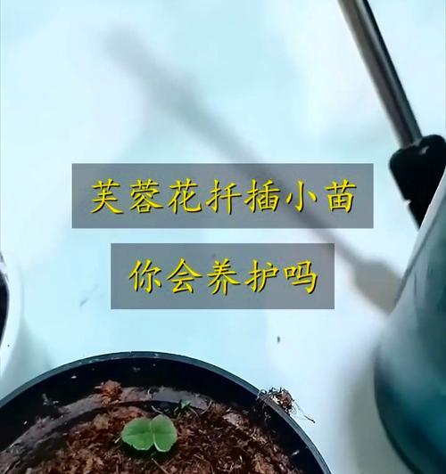 出水芙蓉花怎么养？了解其生长习性！