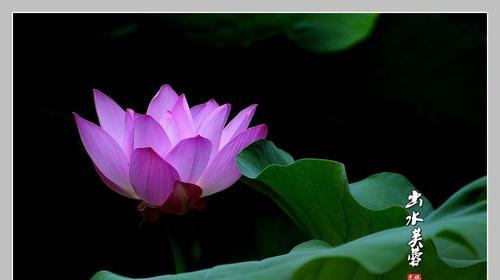 出水芙蓉花怎么养？了解其生长习性！