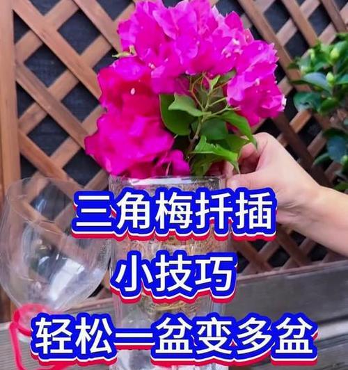 三角梅插枝的正确步骤和技巧是什么？